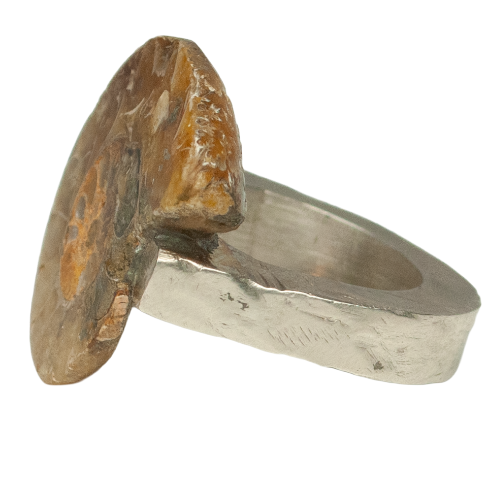 Anello Ammonoidea - immagine 2