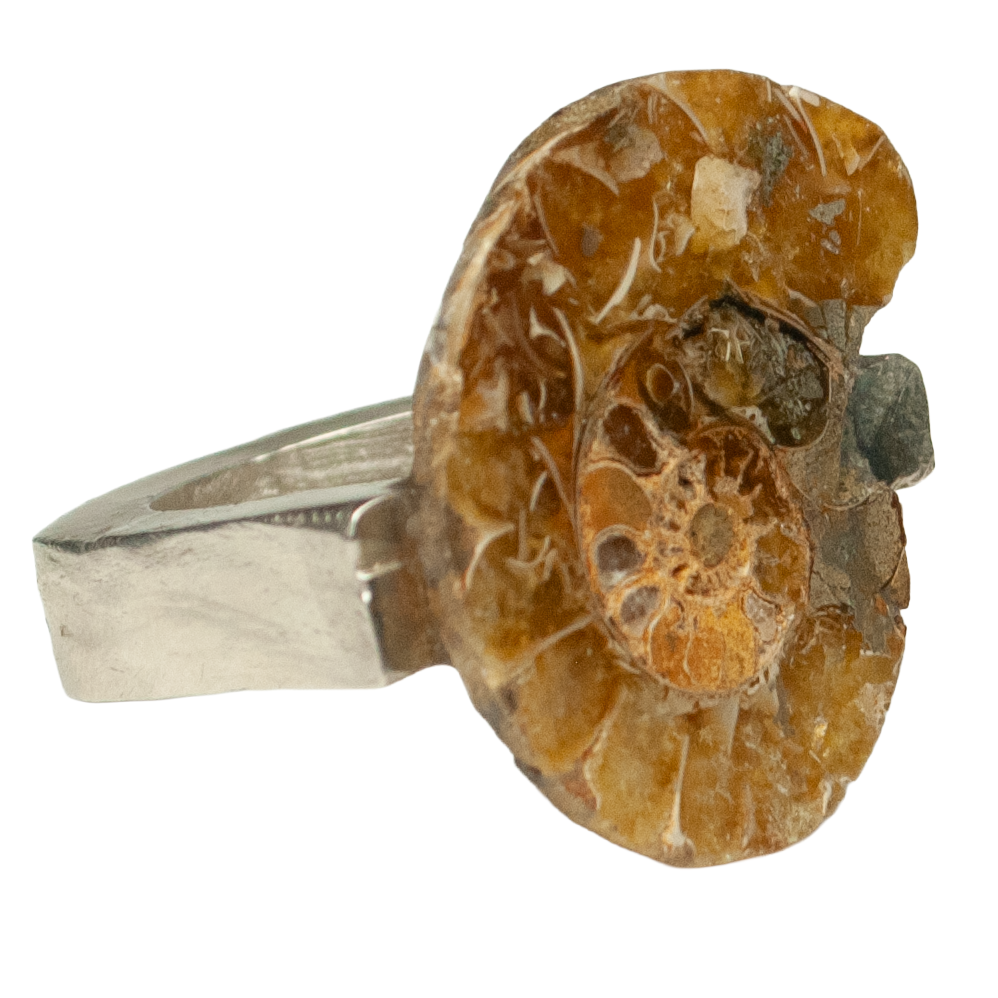 Anello Ammonoidea - immagine 3